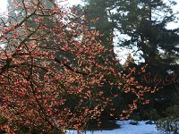 Hamamelis Ruby Glow 2015 02 07 3024
